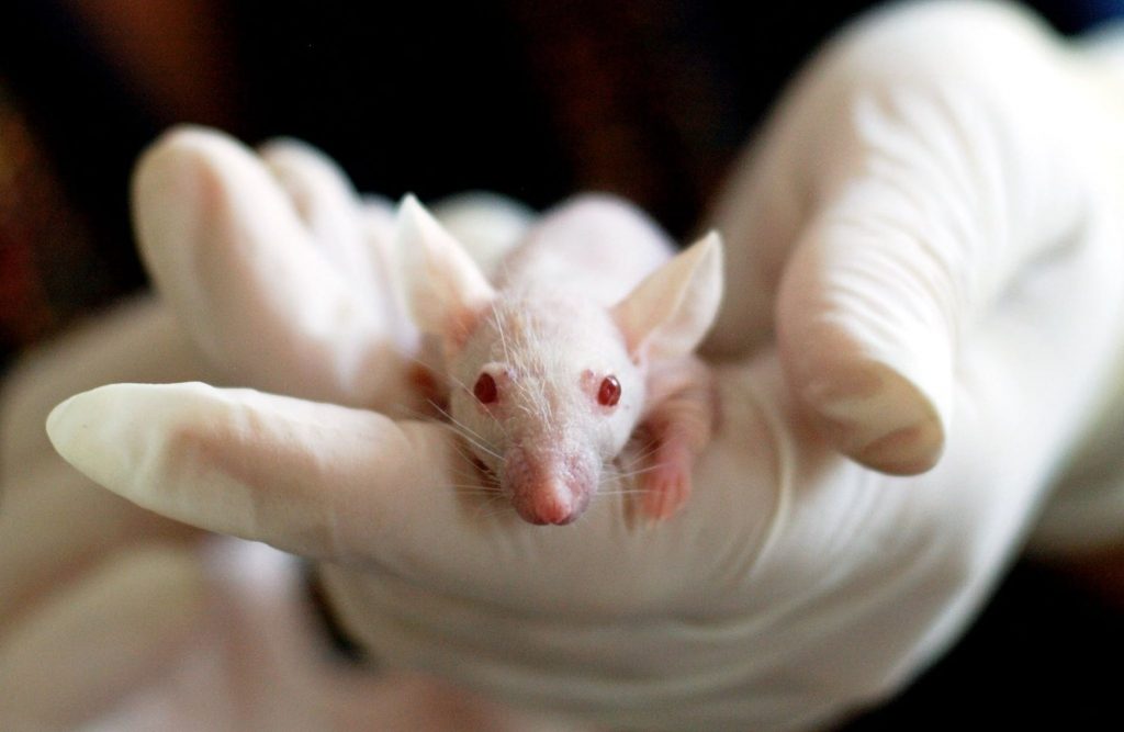 rato branco de laboratório para experiências skinner