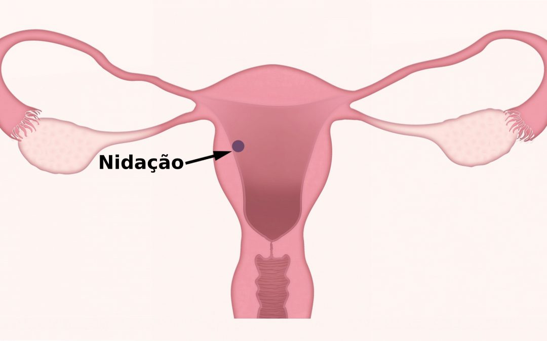 Nidação: o que é, sintomas, quando e como ocorre